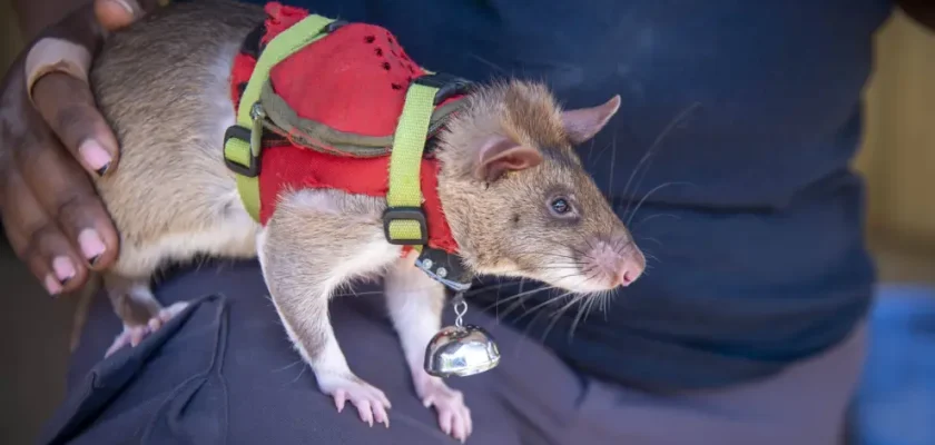 Las increíbles ratas heroínas: ¿pueden cambiar el mundo? La impactante labor de las HeroRATs de APOPO