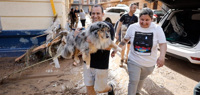 La emergencia animal tras la dana en Valencia: cómo ayudar a los peludos en crisis