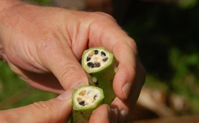 La fascinante historia del plátano: de una fruta salvaje a un imperio global