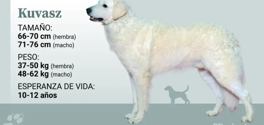 La historia del kuvasz: más que un perro, un símbolo de lealtad y protección