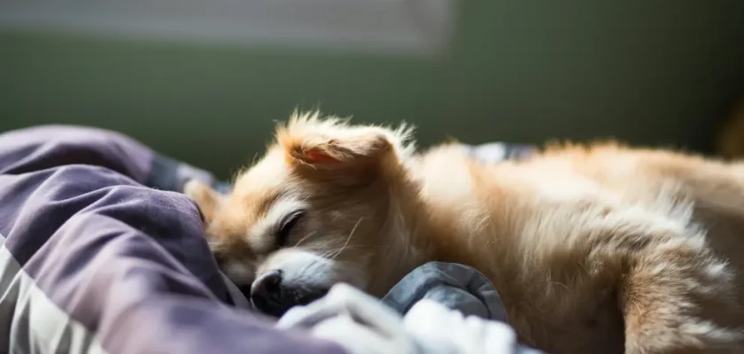 El fascinante mundo de los sueños de los perros: ¿qué hay detrás de su descanso canino?