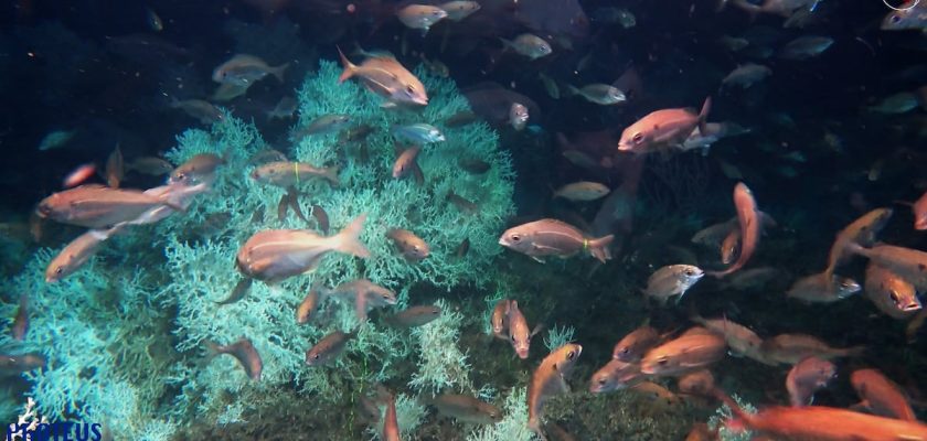 El futuro incierto del arrecife de coral de Cabliers: un tesoro en peligro en el Mediterráneo