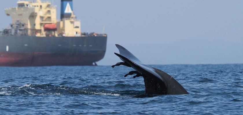 El peligro oculto en el océano: el tráfico marítimo y las ballenas en riesgo de extinción