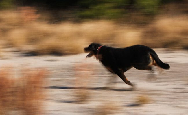 Desde un perro hasta una guerra: el asombroso caso de la guerra griega-búlgara de 1925