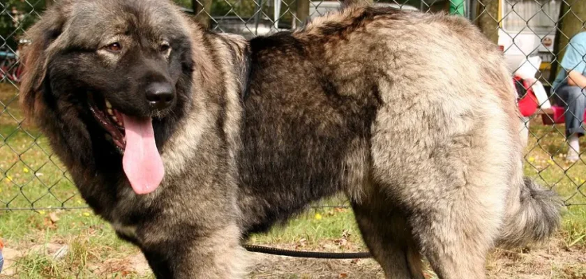 Impactante caso en Barrios de la Vega: perro de gran tamaño causa tragedia y se investiga a su propietario