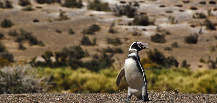 La condena histórica que protege a los pingüinos de Magallanes en Argentina