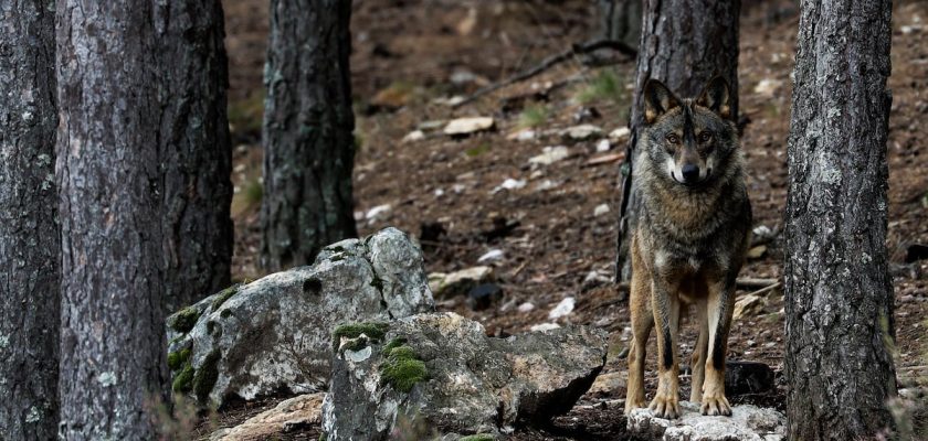 La polémica del lobo en España: ¿ciencia o intereses políticos en juego?