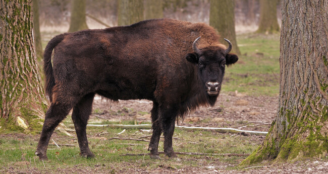 La reintroducción del bisonte europeo: entre la conservación y la controversia en España