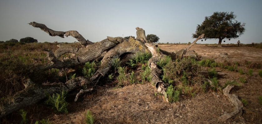 El plan de la fresa en Doñana: un naufragio ecológico y político que dura una década