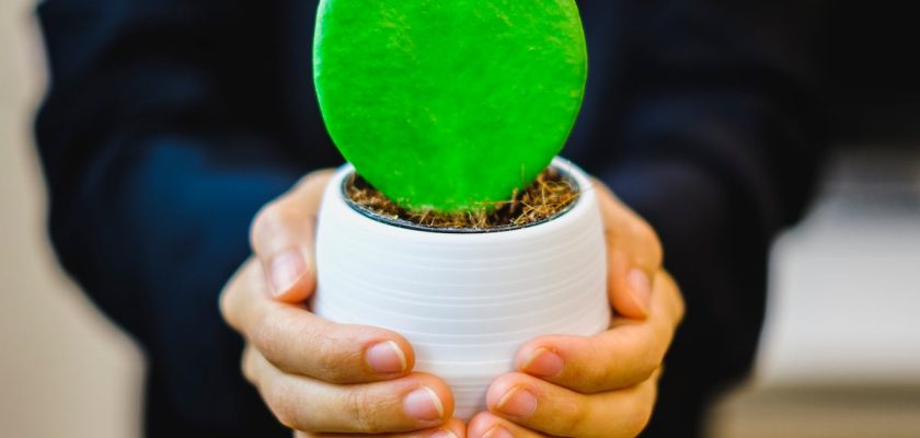 Regalos verdes para estas navidades: cómo elegir la planta perfecta sin morir en el intento