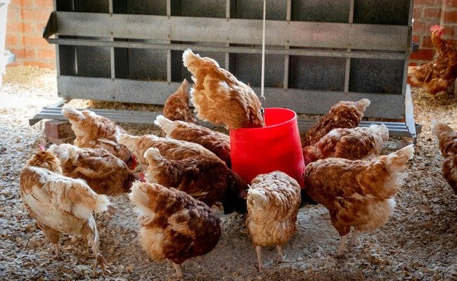 La alarma de la gripe aviar A(H5N1): lo que debes saber sobre el primer caso grave en humanos