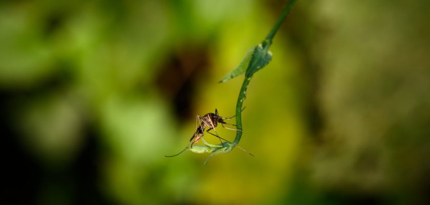 Egipto logra ser reconocido como país libre de malaria: Un camino de historia, salud y perseverancia