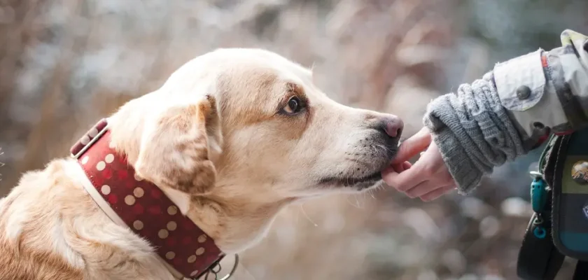 Cómo acariciar a tu perro: la guía definitiva para conectar con tu mejor amigo