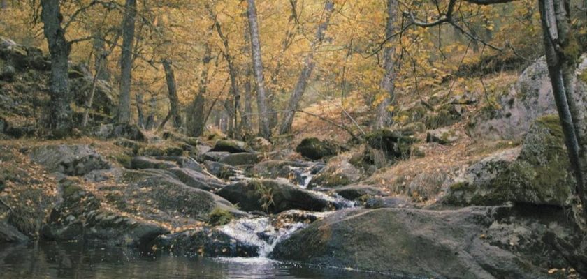 Descubre el abedular de Canencia: una joya natural a las puertas de Madrid