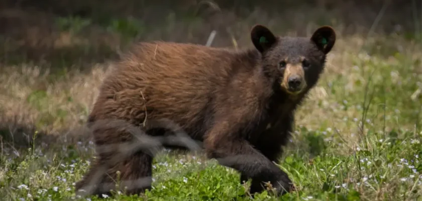 Trágico accidente de caza en Virginia: un oso cae sobre un cazador y le quita la vida