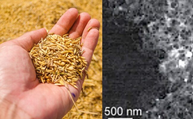 La sorprendente revolución de las baterías con cáscara de arroz: ¿el fin del monopolio del grafito en China?