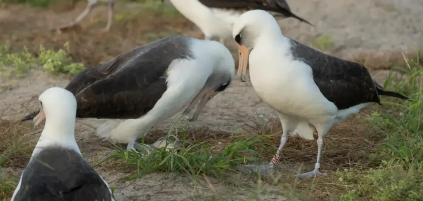 Sabiduría alada: La increíble historia del albatros Wisdom, el ave más vieja del mundo