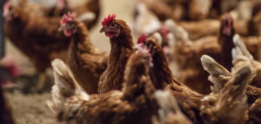 Aumento de los casos de gripe aviar H5N1 en Estados Unidos: lo que necesitas saber