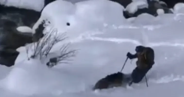 Ataque de jabalí en el valle de Benasque: la brutalidad de la naturaleza y sus implicaciones para el ser humano