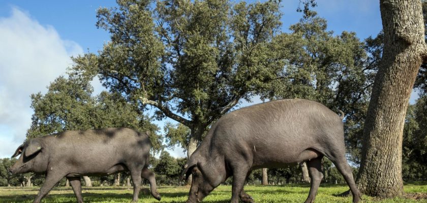 La encrucijada del sector porcino en Castilla y León: ¿un futuro incierto por la burocracia y la normativa?