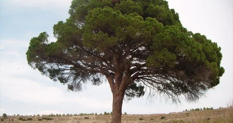 Pino de Juan Molinera: el árbol que une a toda una comunidad en España