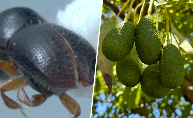 Crisis del aguacate en Andalucía: el escarabajo de la ambrosía amenaza la producción tropical en Europa