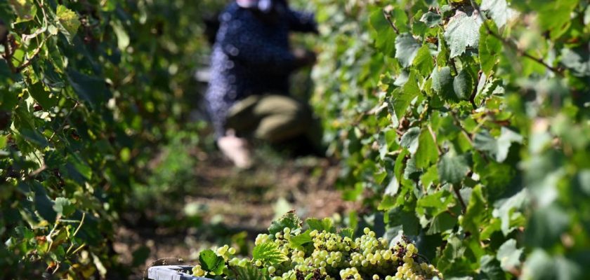 La oscura realidad detrás del brillo del champán: trabajadores explotados en Épernay