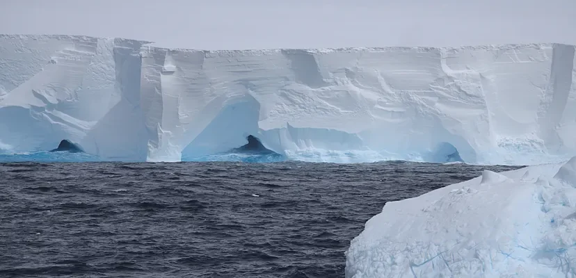 El asombroso viaje del iceberg A23a: entre ciencia, cambio climático y la vida marina