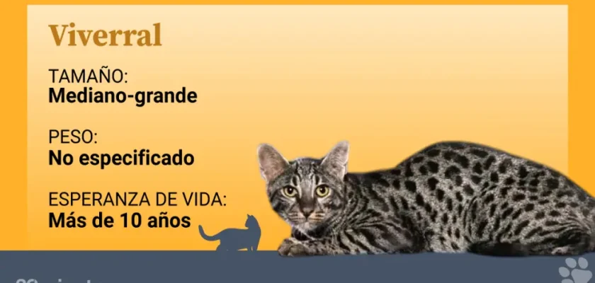 El enigmático gato pescador y sus híbridos: una mirada profunda a la fauna felina moderna