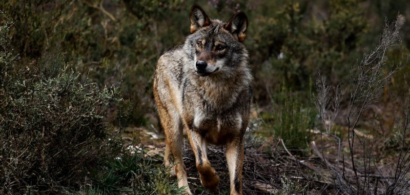 Europa da un giro polémico: disminuyen las protecciones del lobo y se abre la caza