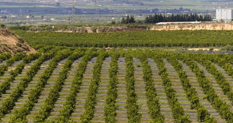 La tormenta perfecta: cómo la política hídrica y los acuerdos comerciales están amenazando la agricultura española