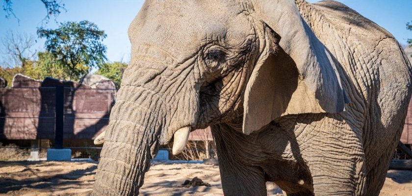 La tristeza de Yoyo: un adiós a la elefanta símbolo del Zoo de Barcelona