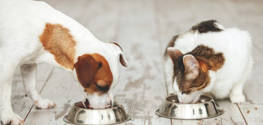 La importancia de los snacks naturales para mascotas: optimizando la alimentación y el vínculo emocional