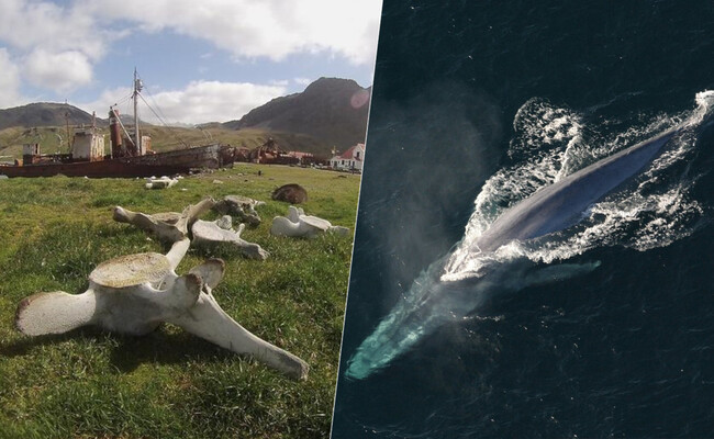 La trágica historia de las ballenas: cómo la caza impactó su diversidad genética