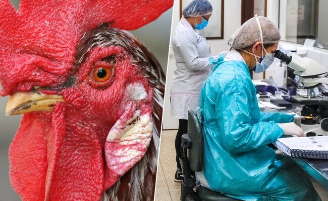 La amenaza vital de la gripe aviar H5N1: ¿deberíamos preocuparnos?