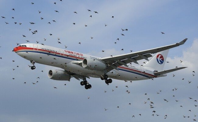 El desafío de los bird strikes: lecciones tras el trágico accidente de Jeju Air en Corea del Sur