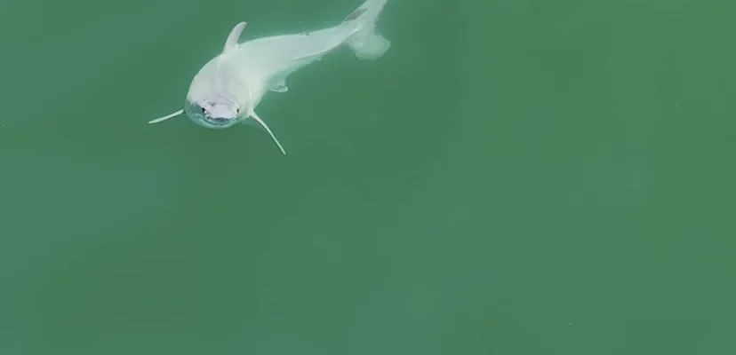 trágico ataque de tiburón en marsa alam: ¿qué debemos saber sobre la seguridad en el mar rojo?