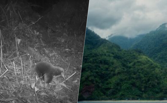 Redescubrimiento del zagloso de Sir David: una joya de la naturaleza en peligro crítico