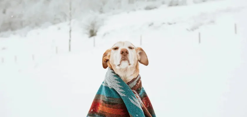 Oportunidades invernales para ti y tu perro: actividades para disfrutar juntos