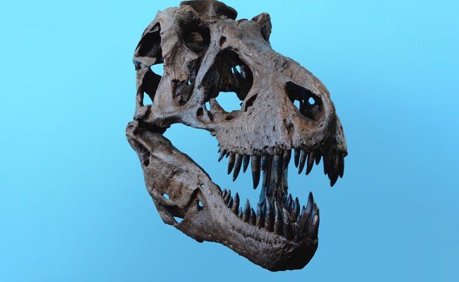 Nuevos hallazgos sobre el Tiranosaurio rex: ¿realmente era un dinosaurio promedio?