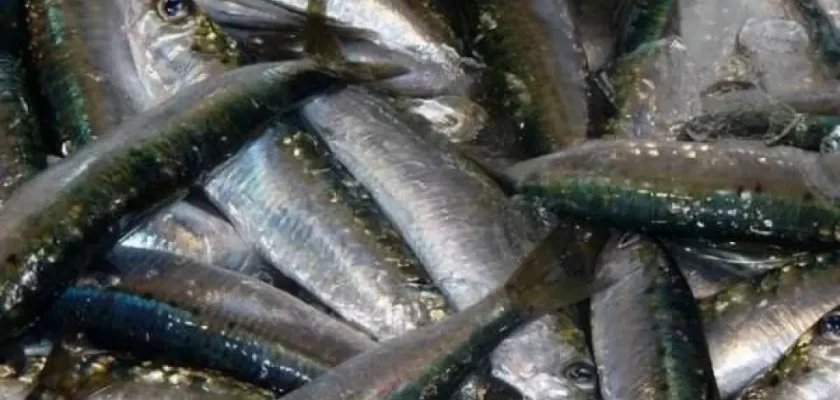 Masivo varamiento de sardinas en Japón: ¿qué está pasando en Matsumae?