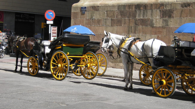 Málaga dice adiós a los coches de caballos: ¿qué pasará con los cocheros y sus monturas?