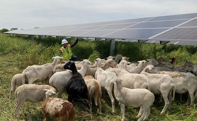 El sorprendente auge del pastoreo solar: cómo la industria solar transformó la vida de los pastores de ovejas