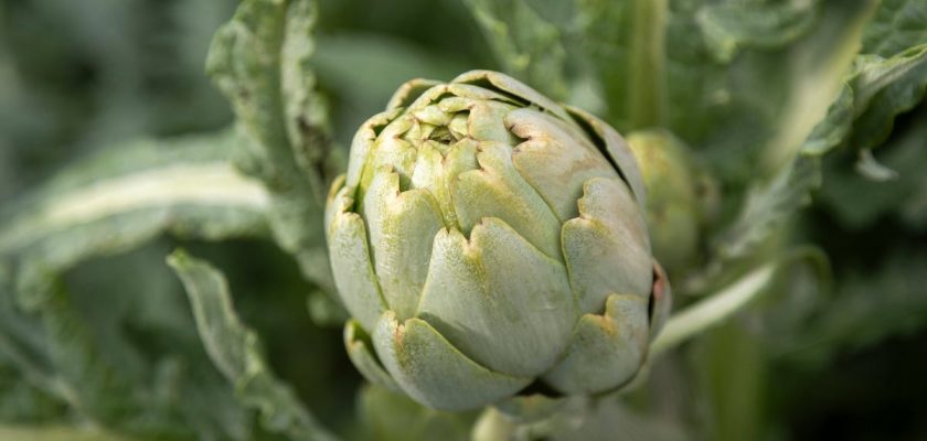 Descubre la alcachofa de Benicarló: del campo a la mesa, un manjar con historia