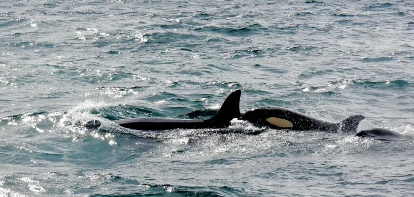 La sorprendente similitud entre la vida social humana y la de las orcas: modas, jerarquías y lecciones de supervivencia