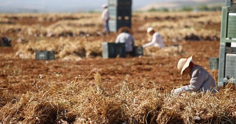 El sector agrario en Córdoba: entre contrataciones, desempleo y desafíos laborales