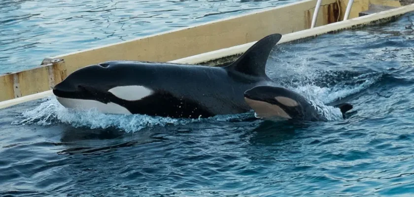 Marineland cierra sus puertas: el futuro incierto de las orcas y el cambio en la percepción del bienestar animal