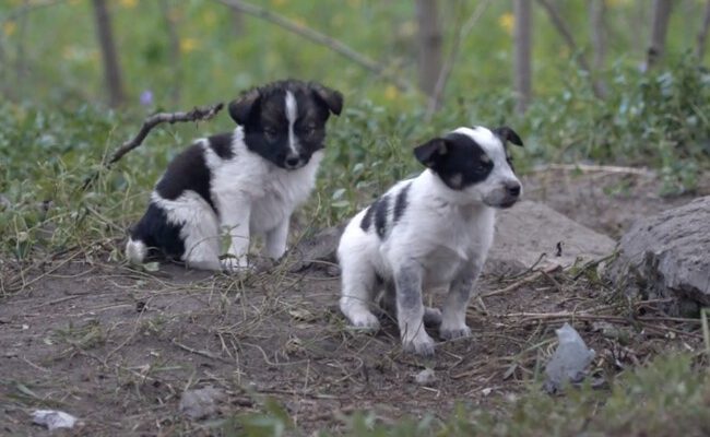 Los perros de Chernóbil: ¿héroes genéticos en un desastre radioactivo?