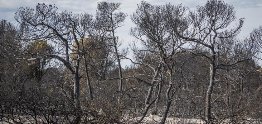 La crisis en la prevención de incendios en la Comunitat Valenciana: ¿Está el Consell de Carlos Mazón fallando en su deber?