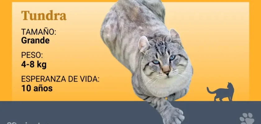 El fascinante mundo de la raza tundra: ¿el nuevo gato doméstico de moda?